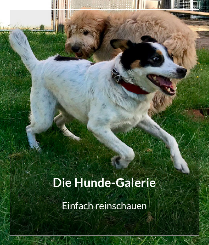 Die Hunde-Galerie